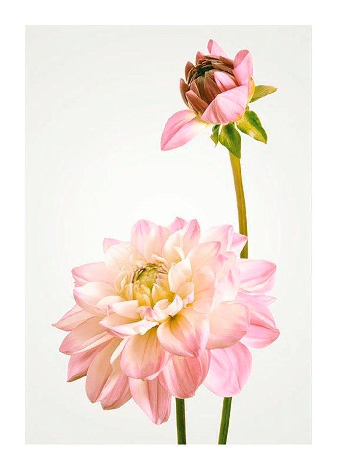 Komar Poster Dahlia, Blumen (1 St), Kinderzimmer, Schlafzimmer, Wohnzimmer