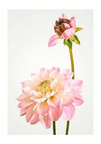 Komar Poster »Dahlia« Blumen Höhe: 40cm