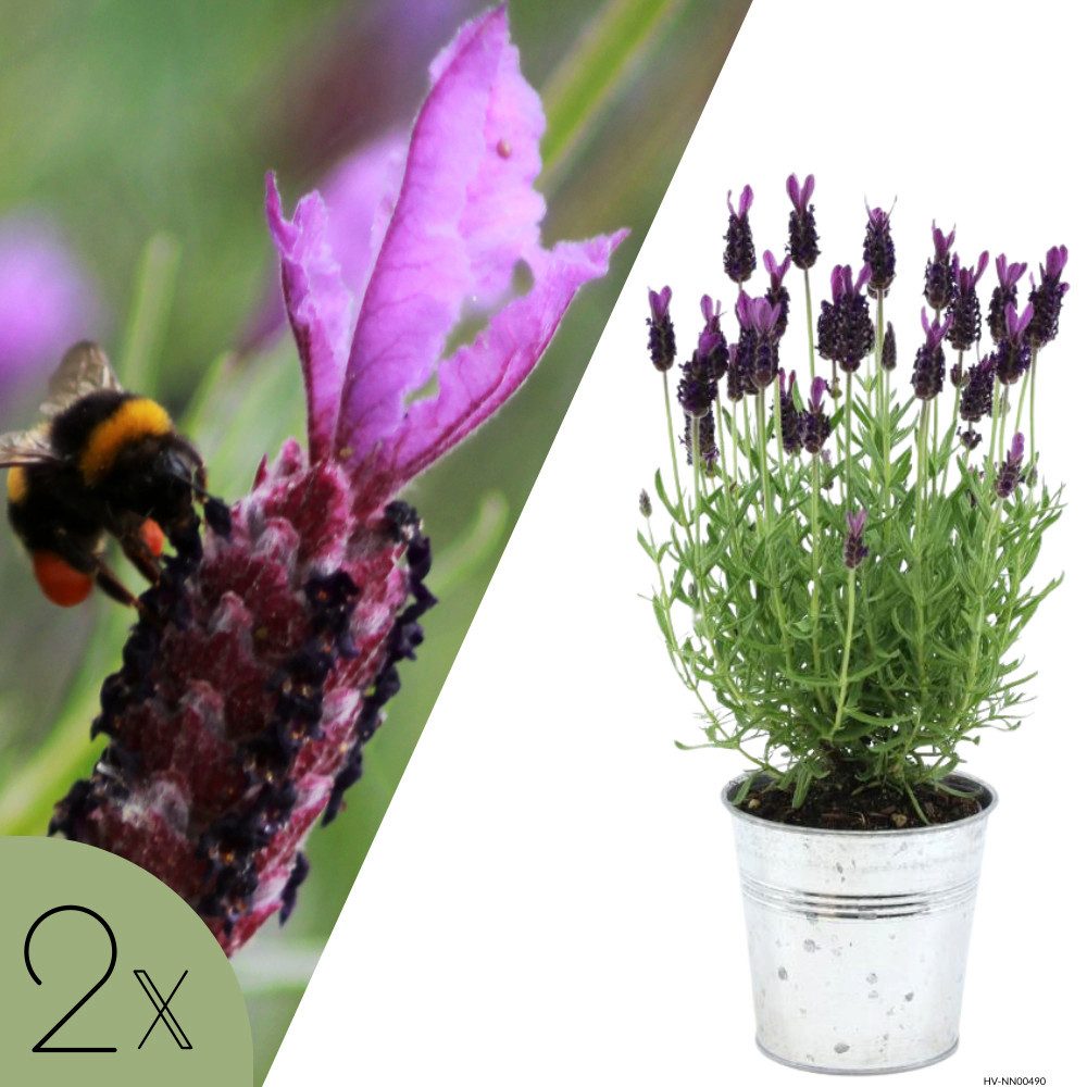 NatureNest Kübelpflanzen Französischer Lavendel violett im Ziertopf Old Look Set 2 Pflanzen