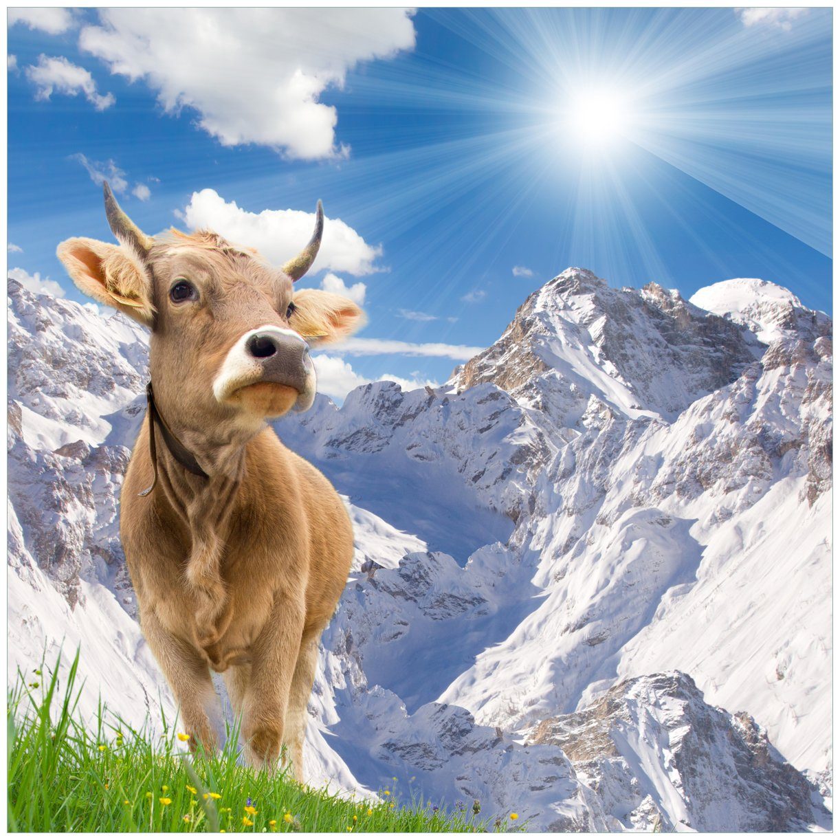 Wallario Tischplatte Kuh im Sonnenschein in den Alpen (1 St), für Ikea Lack Tisch geeignet