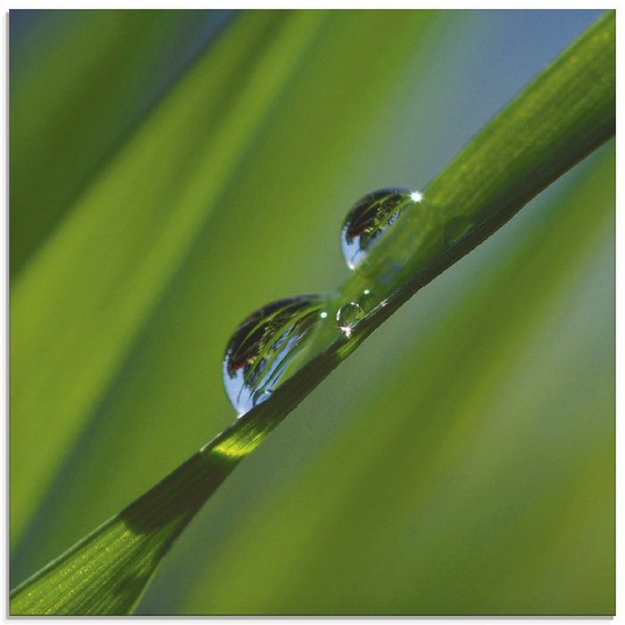 Artland Glasbild Wassertropfen auf Grashalm Gräser (1 St) in verschiedenen Größen