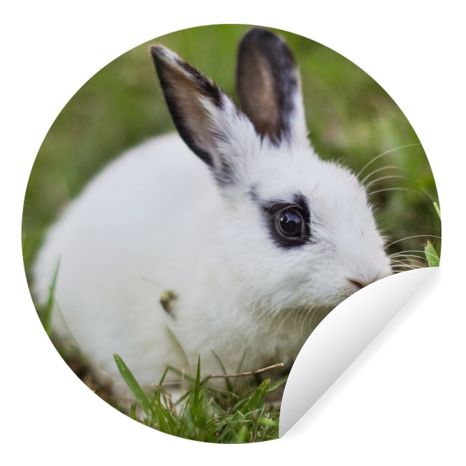 MuchoWow Wandsticker Kaninchen - Baby - Gras - Weiß (1 St), Tapetenkreis für Kinderzimmer, Tapetenaufkleber, Rund, Wohnzimmer