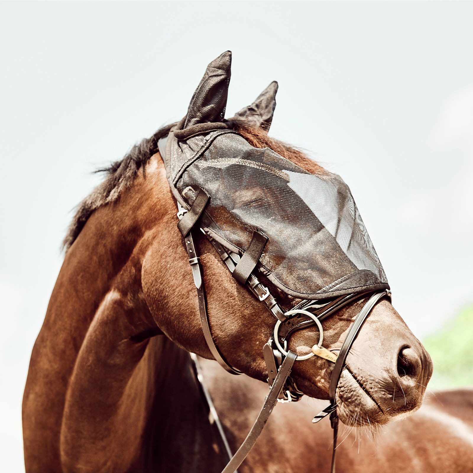 Horse Guard Fliegenmasken Fliegenmaske für Trensen, schwarz, Warmblut / Full