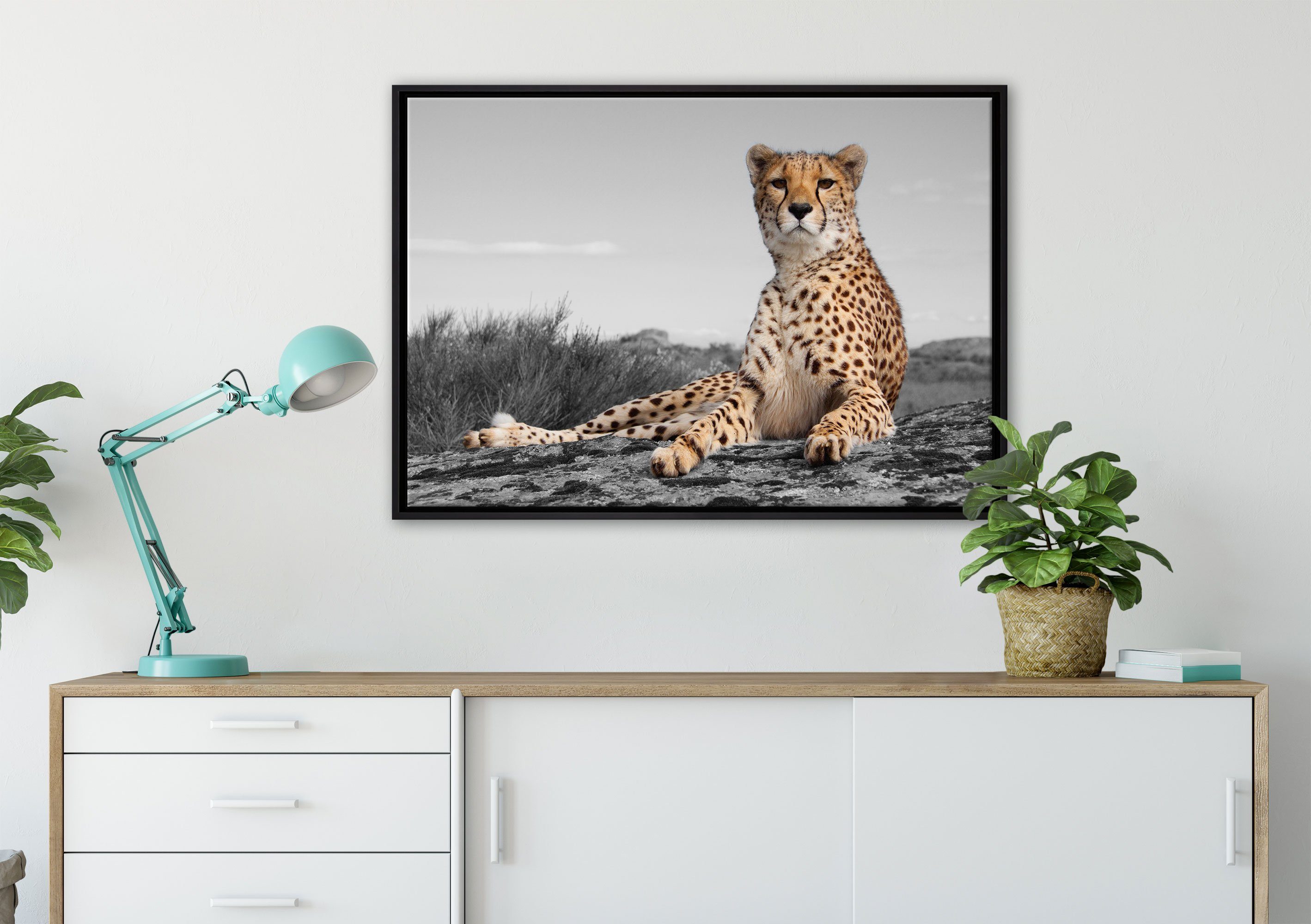 Leinwandbild gefasst, fertig St), (1 Gepard Schattenfugen-Bilderrahmen Zackenaufhänger Savanne, Wanddekoration in in prächtiger einem inkl. bespannt, Pixxprint Leinwandbild