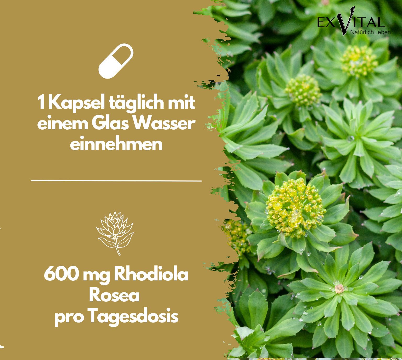 Rhodiola Rosea, 6000mg pro Tag, 180 vegane Kapseln Kapseln, 138 g