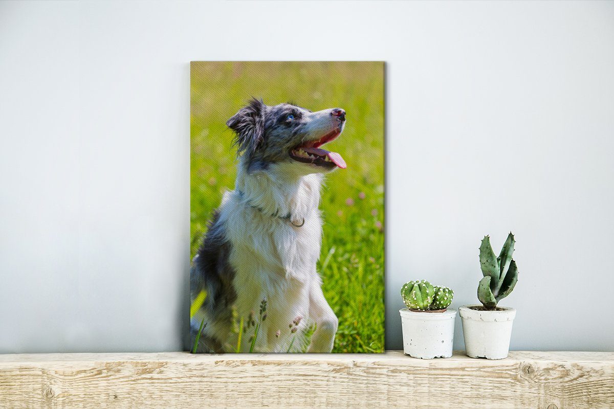 OneMillionCanvasses® St), 20x30 Border Zackenaufhänger, (1 fertig Ein inkl. Leinwandbild cm bespannt Collie, Gemälde, aufmerksamer Leinwandbild