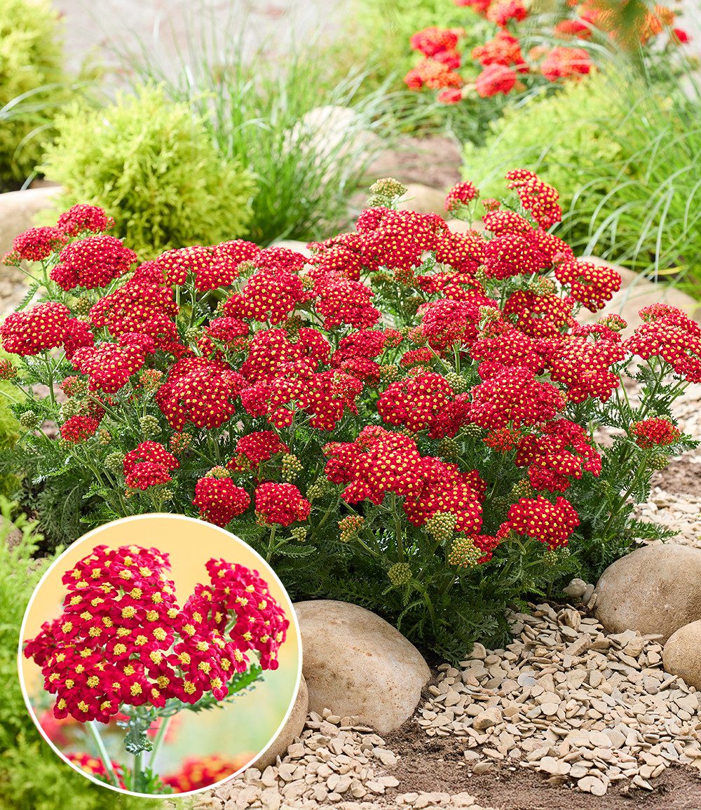 BALDUR Garten Staude Achillea 'Short Red®', 2 St., Bienenfreundlich, winterhart, mehrjährig, duftend