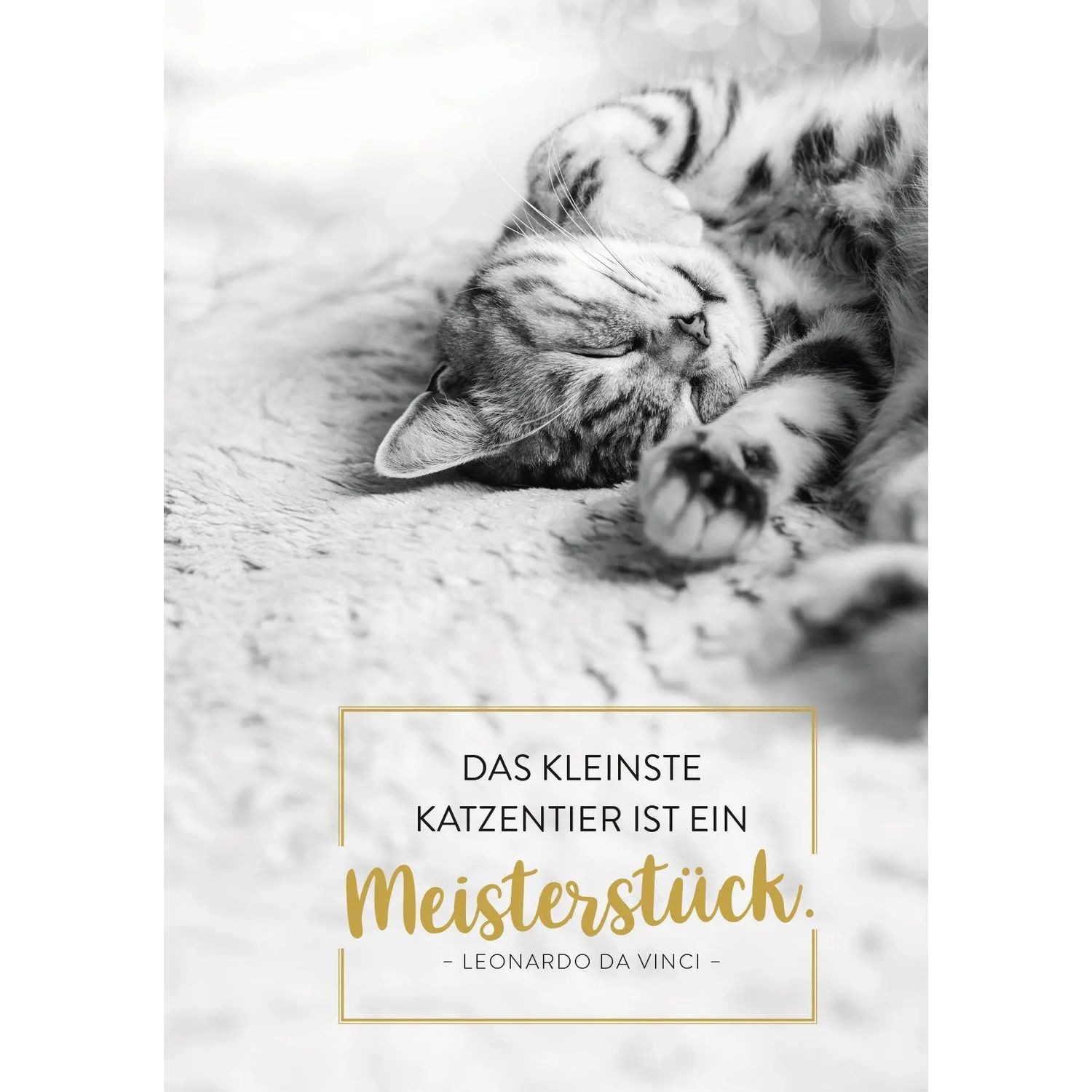 groh Verlag Taschenkalender Buchkalender 2027: Für Katzenfreunde