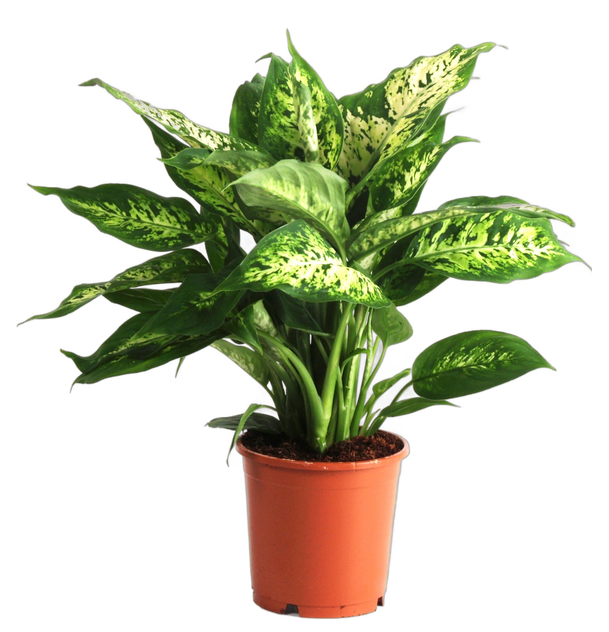 meinvipshop Zimmerpflanze Dieffenbachia Compacta Zimmerpflanze 40cm