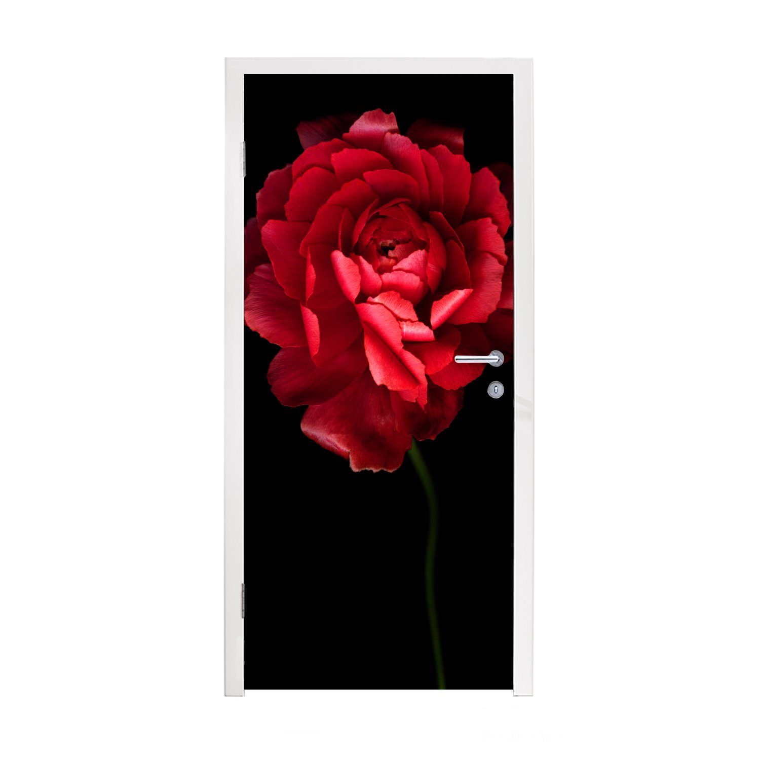 MuchoWow Türtapete Eine rote Butterblume mit schwarzem Hintergrund, Matt, bedruckt, (1 St), Fototapete für Tür, Türaufkleber, 75x205 cm