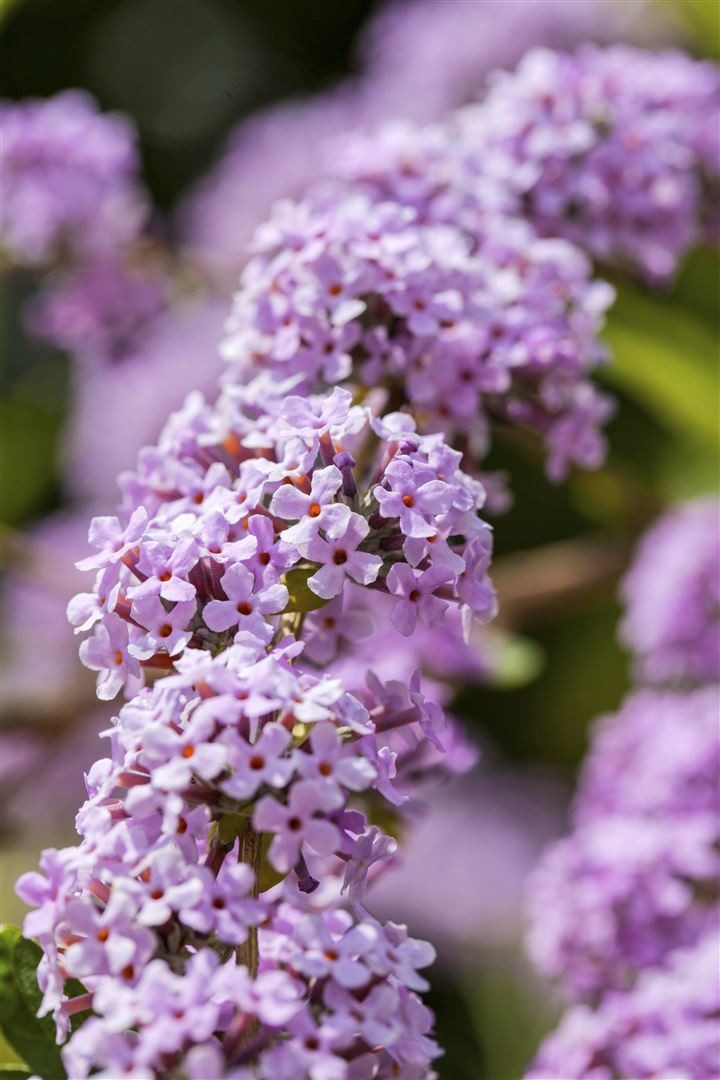 Pflanzen für Dich Gehölze Buddleja alt. Unique, 1 St., Hänge-Sommerflieder, Trauer-Sommerflieder