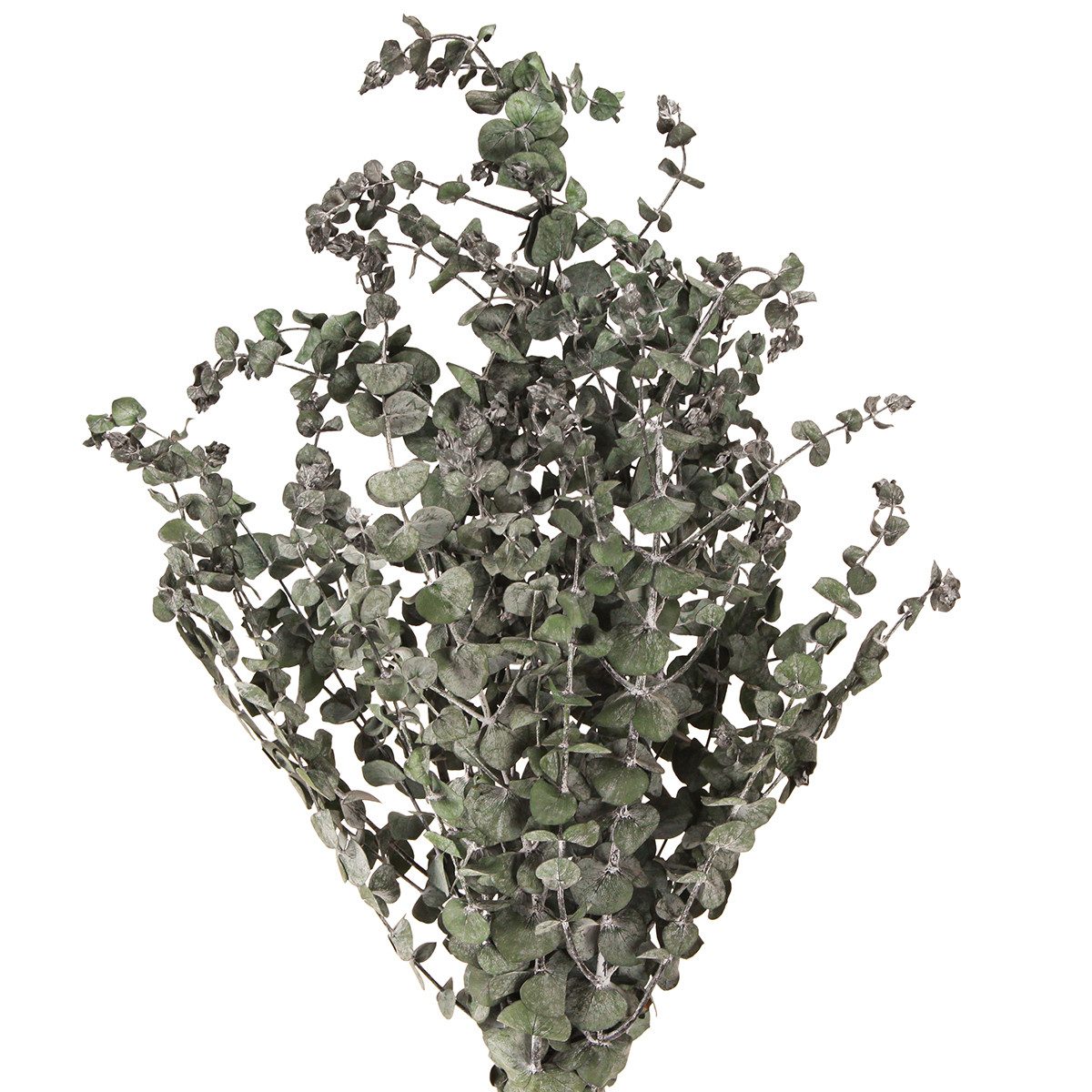 Trockenblume Eukalyptus Zweige Konserviert Grün 150g Dekozweige, Florists Products. € 22,70
