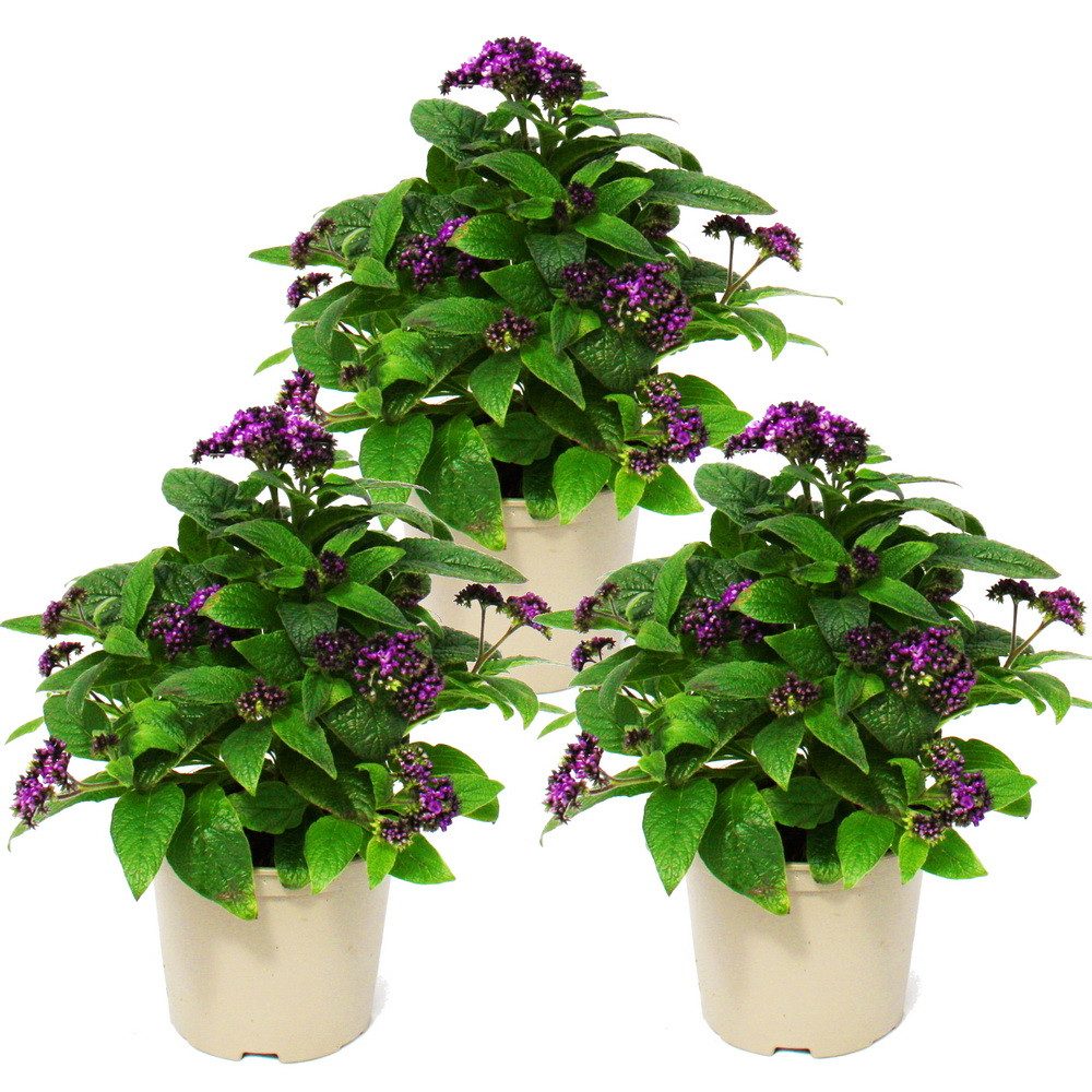 Exotenherz Beetpflanze Vanilleblume - Heliotropium - 11cm - Set mit 3 Pflanzen