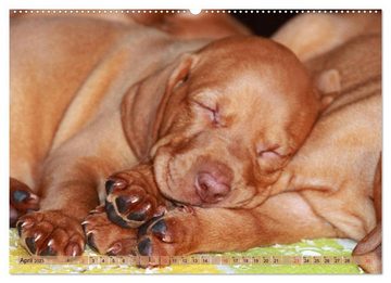 CALVENDO Wandkalender Magyar Vizsla - Vielseitiger Jagdhund mit Familienanschluss (Premium, hochwertiger DIN A2 Wandkalender 2023, Kunstdruck in Hochglanz)