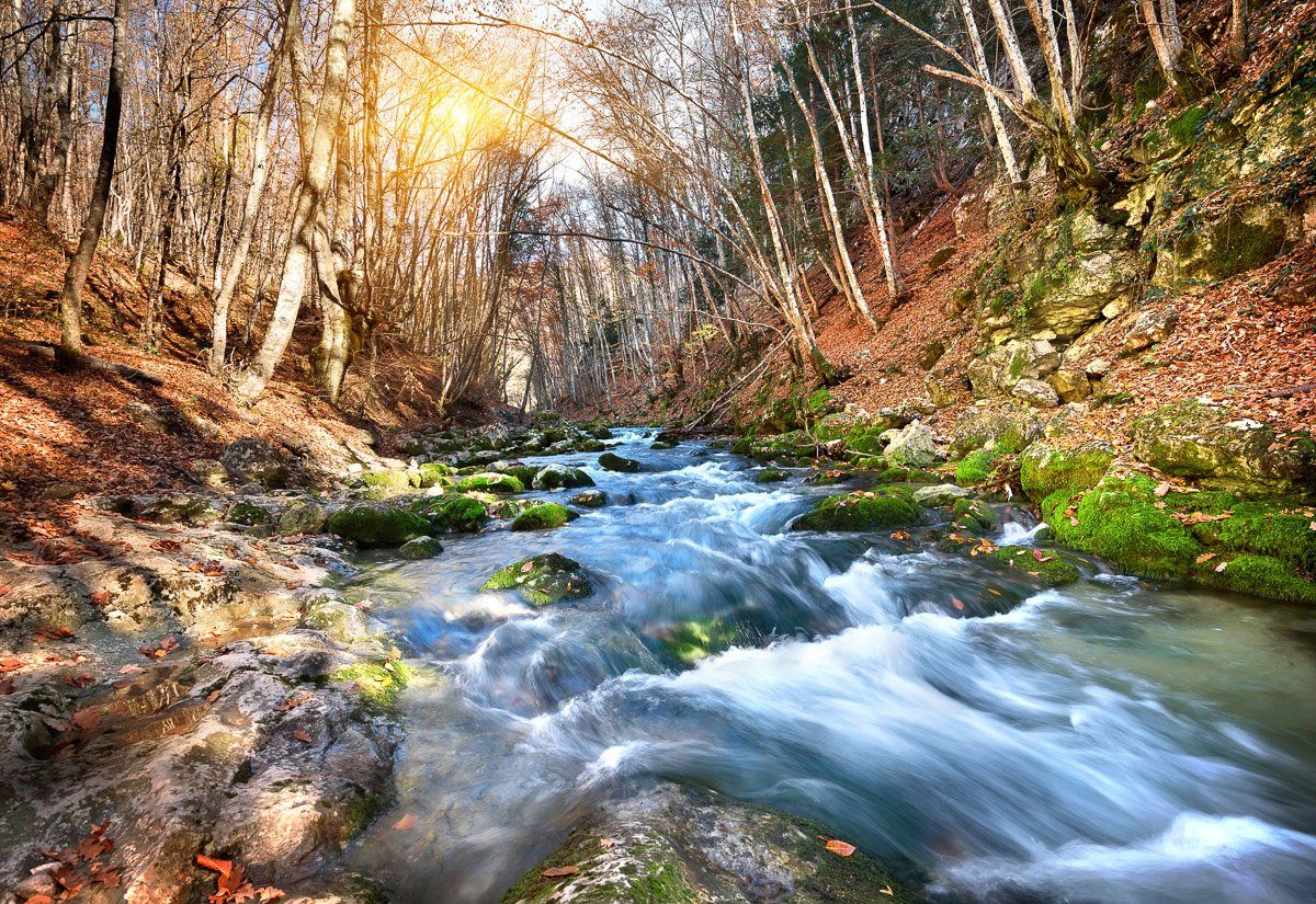 Fototapete Fluss durch Wald