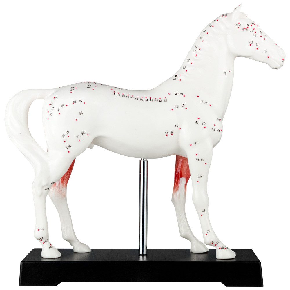 MedMod Dekoobjekt Akupunktur Anatomie Figur TCM Modell Pferd Tier Muskelmodell