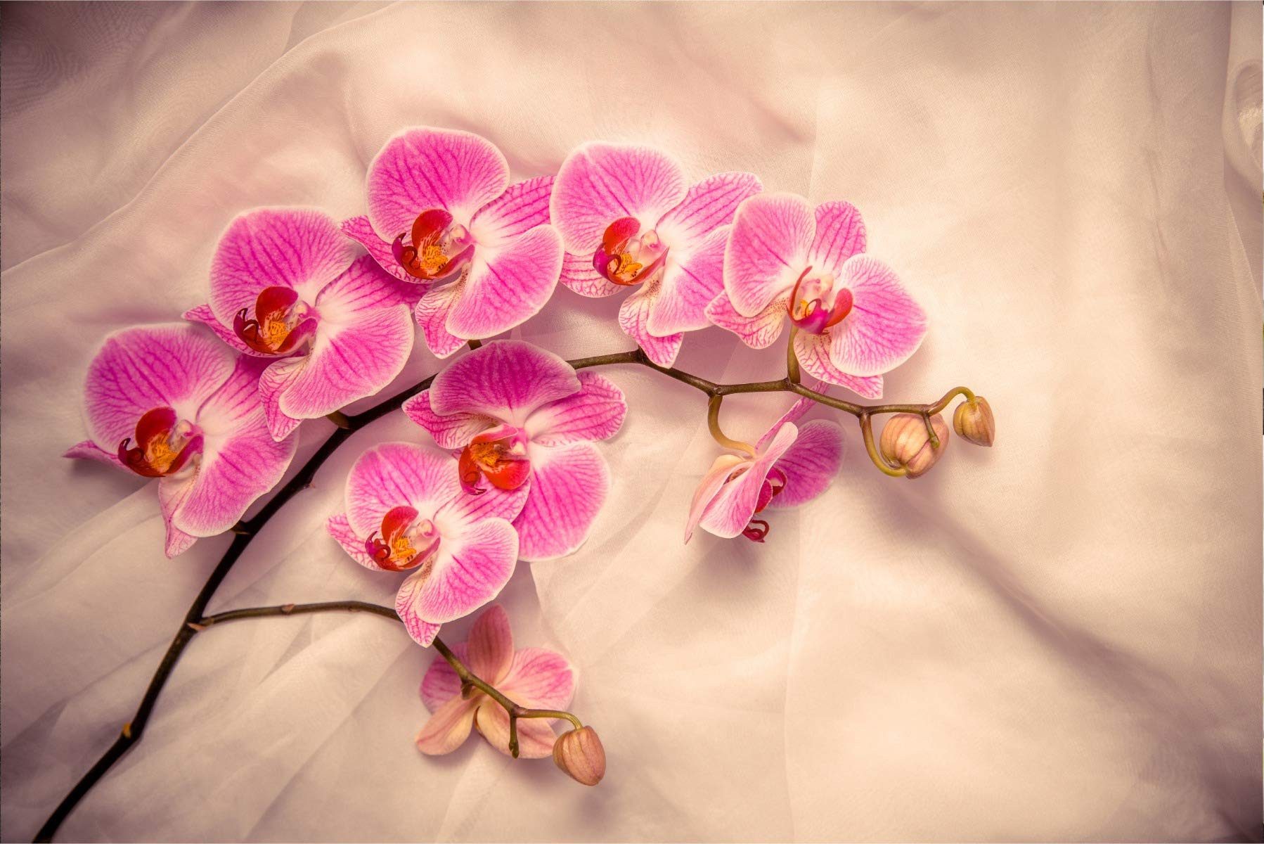 Muralo Fototapete Blumen – Fototapete Wandtapete Vlies Wanddeko Wohnzimmer, floral, Natur – Pflanzen – Flora, 90 x 60 cm, Selbstklebende Folie