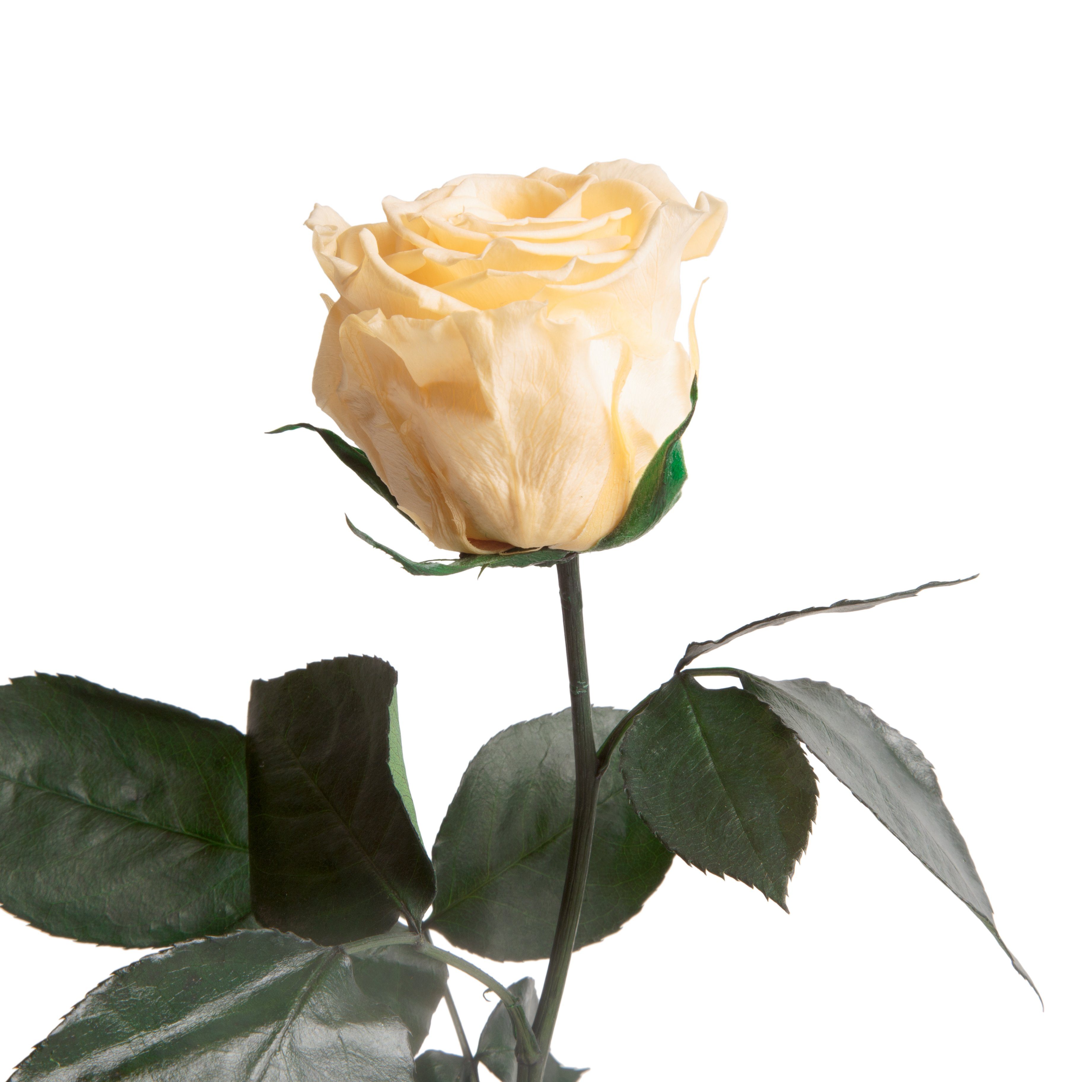 Kunstblume Ewige Rose konserviert mit Stiel echte haltbare Blume Rose, ROSEMARIE SCHULZ Heidelberg, Höhe 30 cm, Infinity Rose, Geschenk für Frauen, Valentinstag, Made in Germany