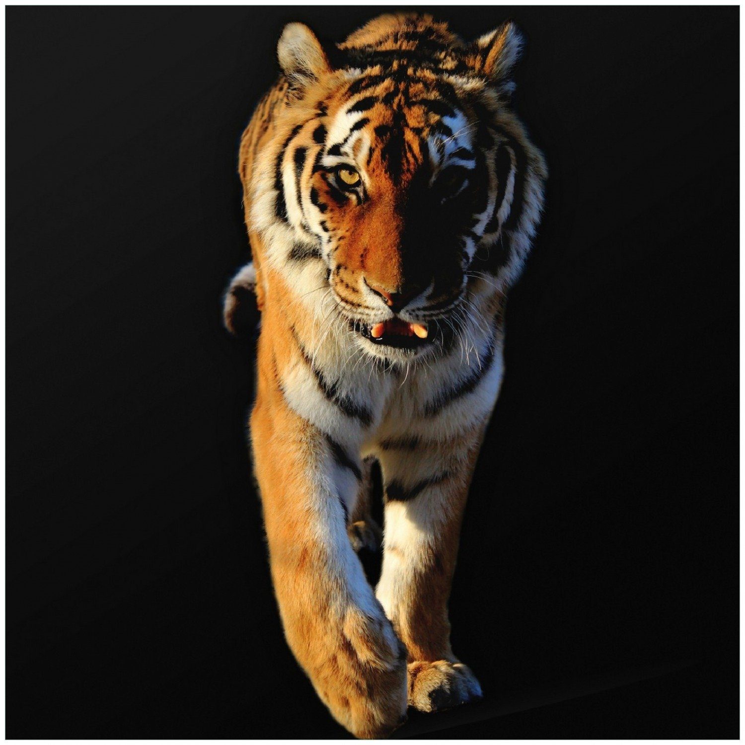 Wallario Memoboard Laufender Tiger