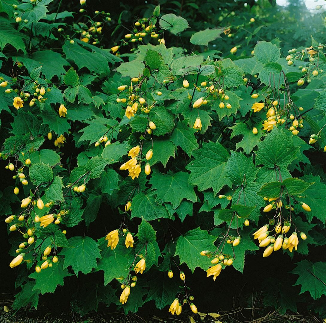 Pflanzen für Dich Staude Kirengeshoma koreana, 1 St., Wachsblume, Koreanische Wachsblume