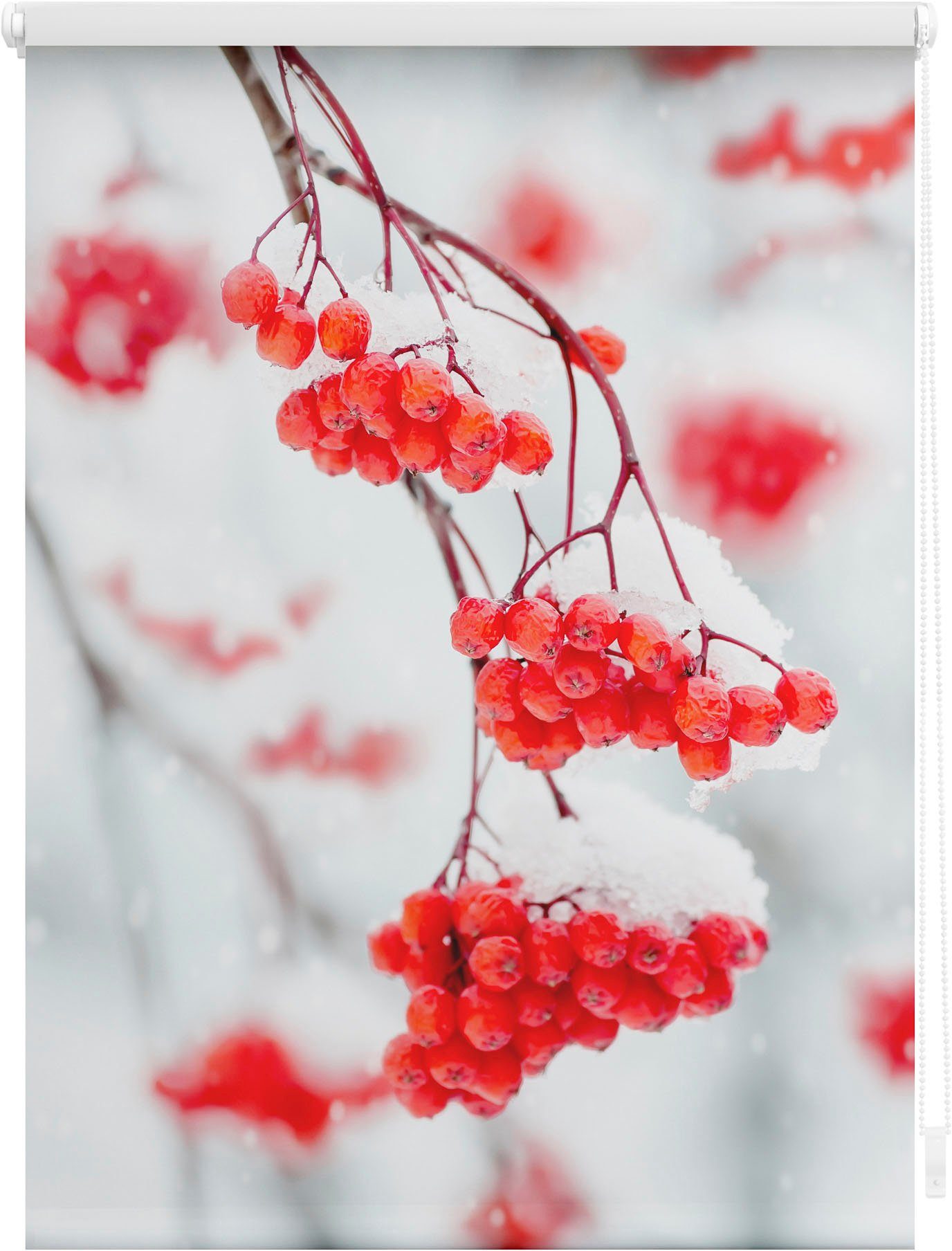 Seitenzugrollo Klemmfix Motiv Vogelbeeren, LICHTBLICK ORIGINAL, Lichtschutz, ohne Bohren, freihängend, Klemmfix, bedruckt