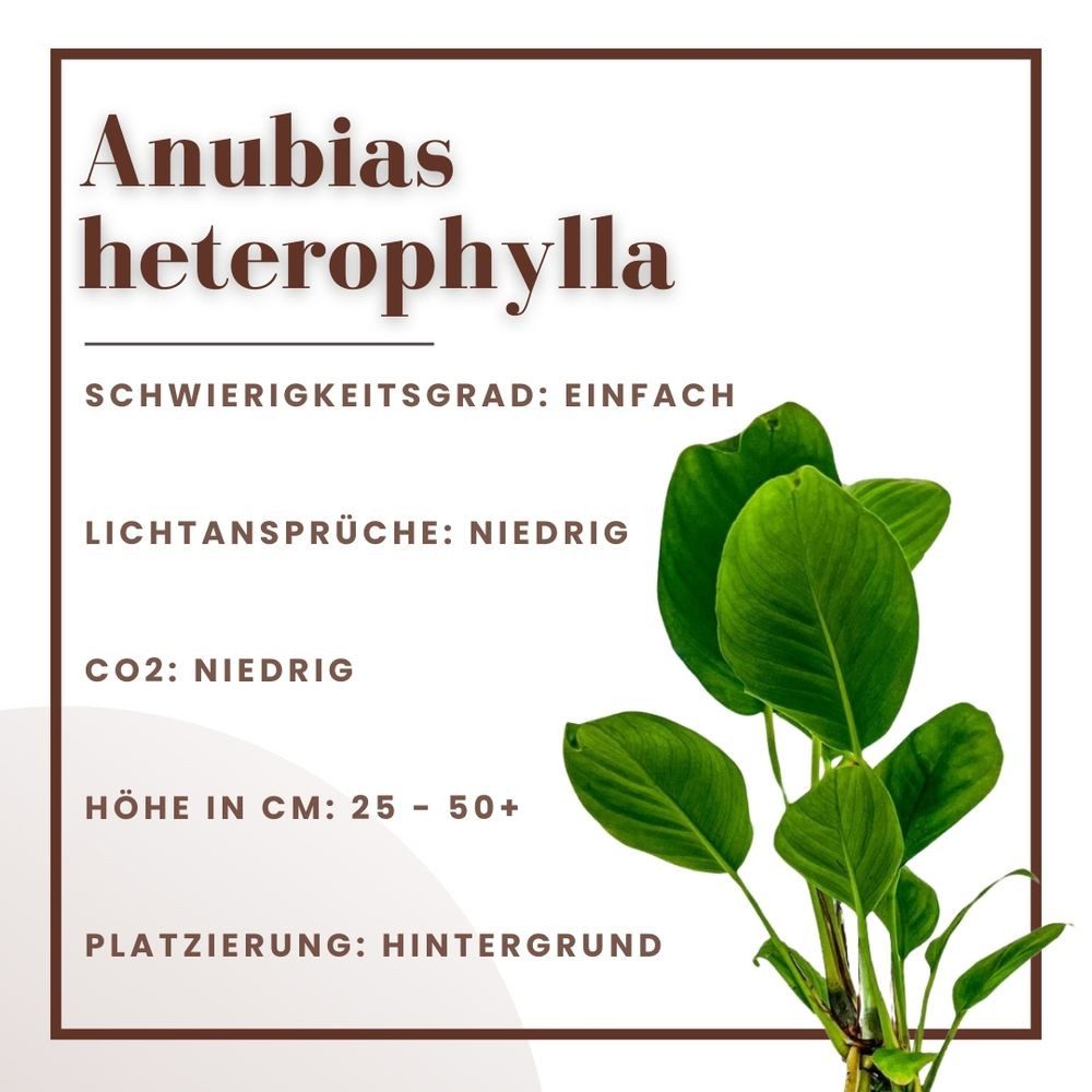 Aquaone Wasserpflanze Aquarium Pflanze 3 Stück Anubias heterophylla Topf Nr günstig online kaufen