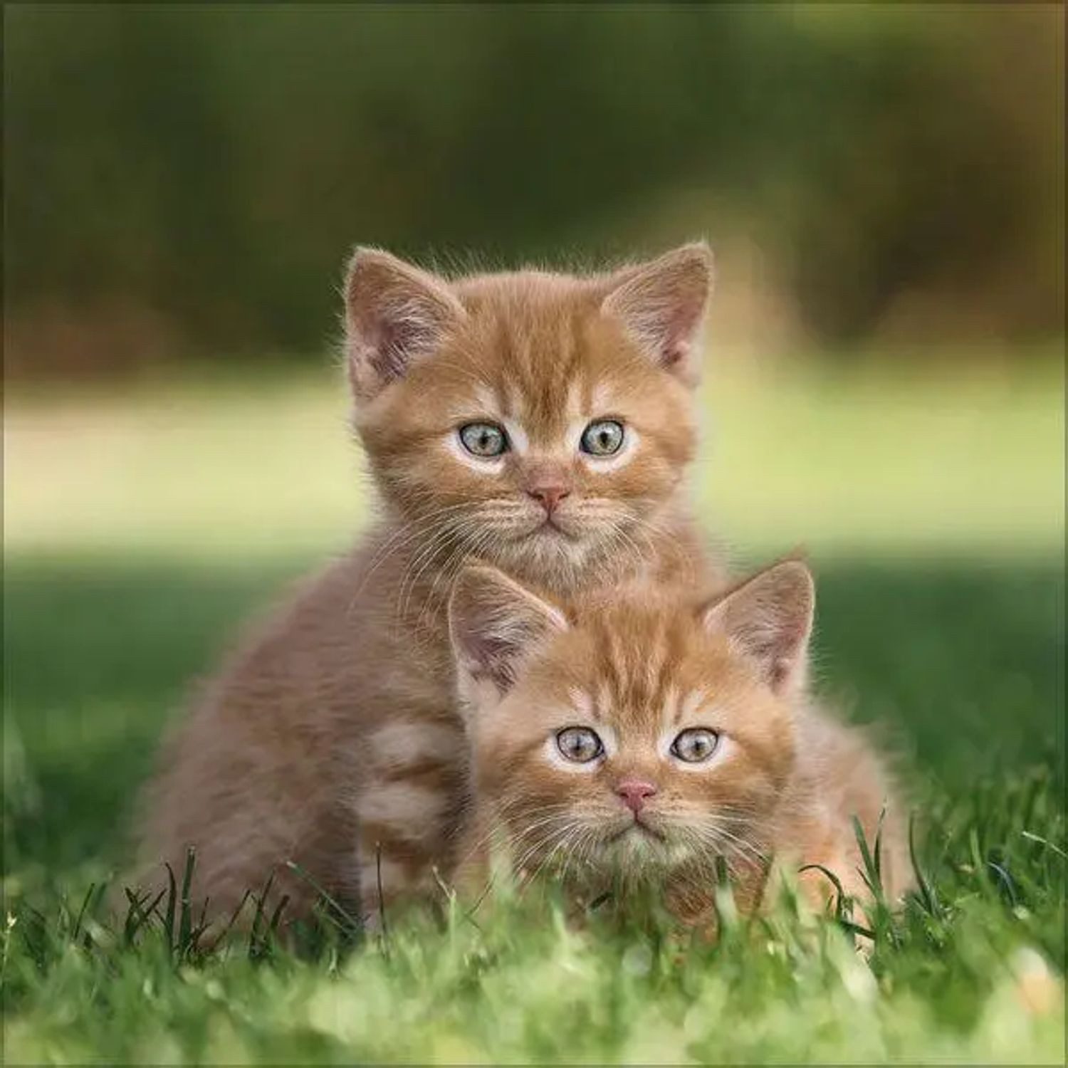 Korsch Verlag Wandkalender Cats 2027 – Bild 5 von 5