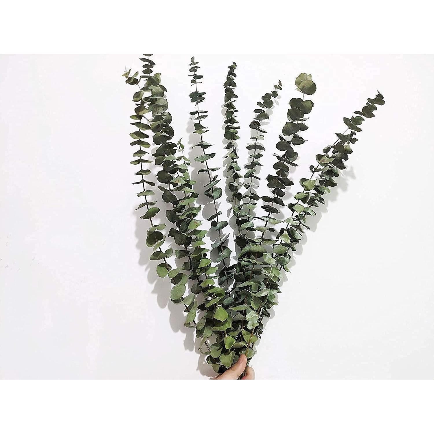 Trockenblume Trockenblumen Eukalyptus 10er Pack 45cm, LuxusKollektion, Höhe 10 cm
