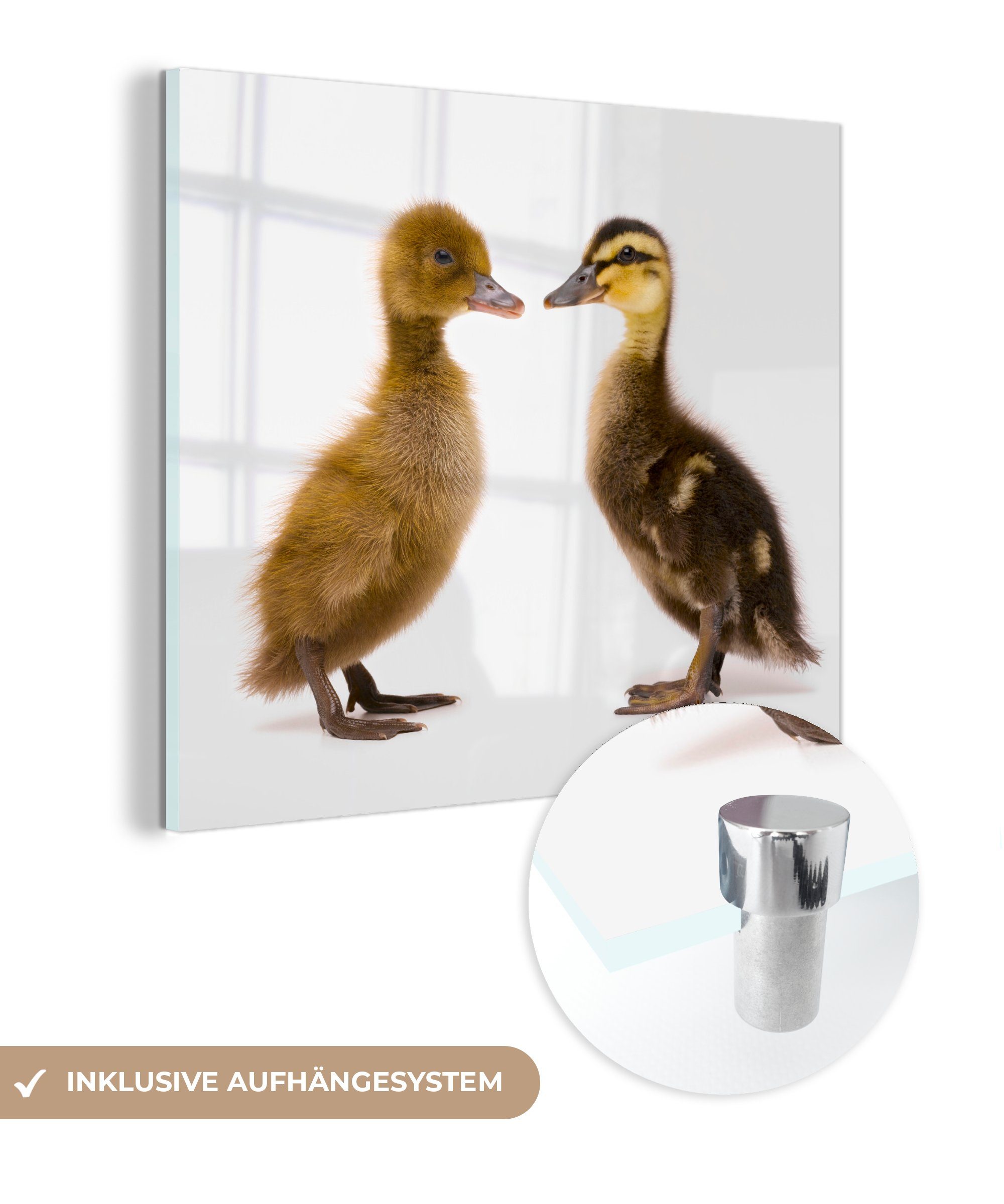 MuchoWow Acrylglasbild Zwei Baby-Enten, (1 St), Glasbilder - Bilder auf Glas Wandbild - Foto auf Glas - Wanddekoration