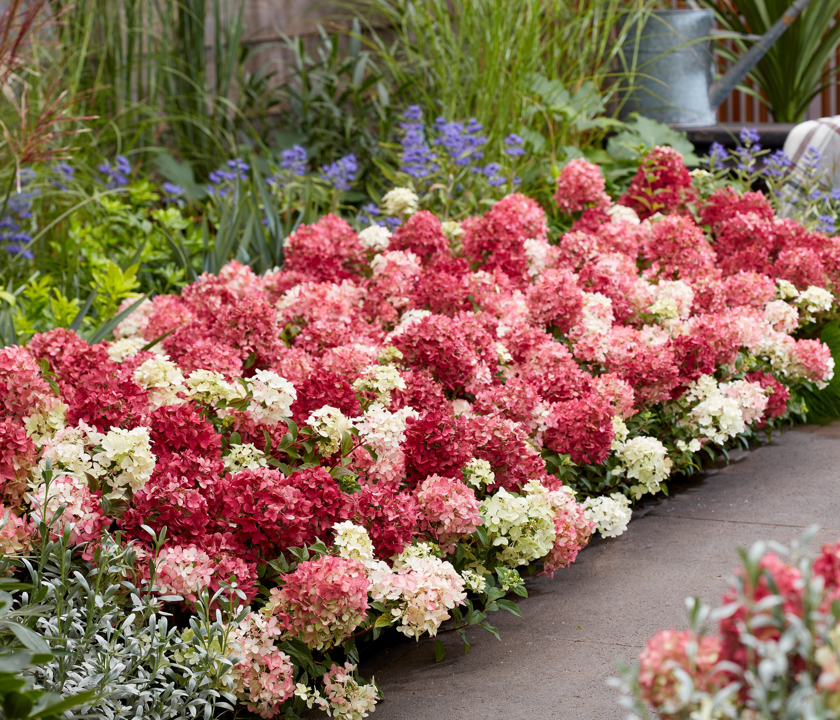 Dehner Gehölze Bodendecker-Rispenhortensie Groundbreaker® Ruby™, Blüten weiß-rosa-rot, niedriger, bodendeckender Wuchs, üppiger Blütenflor