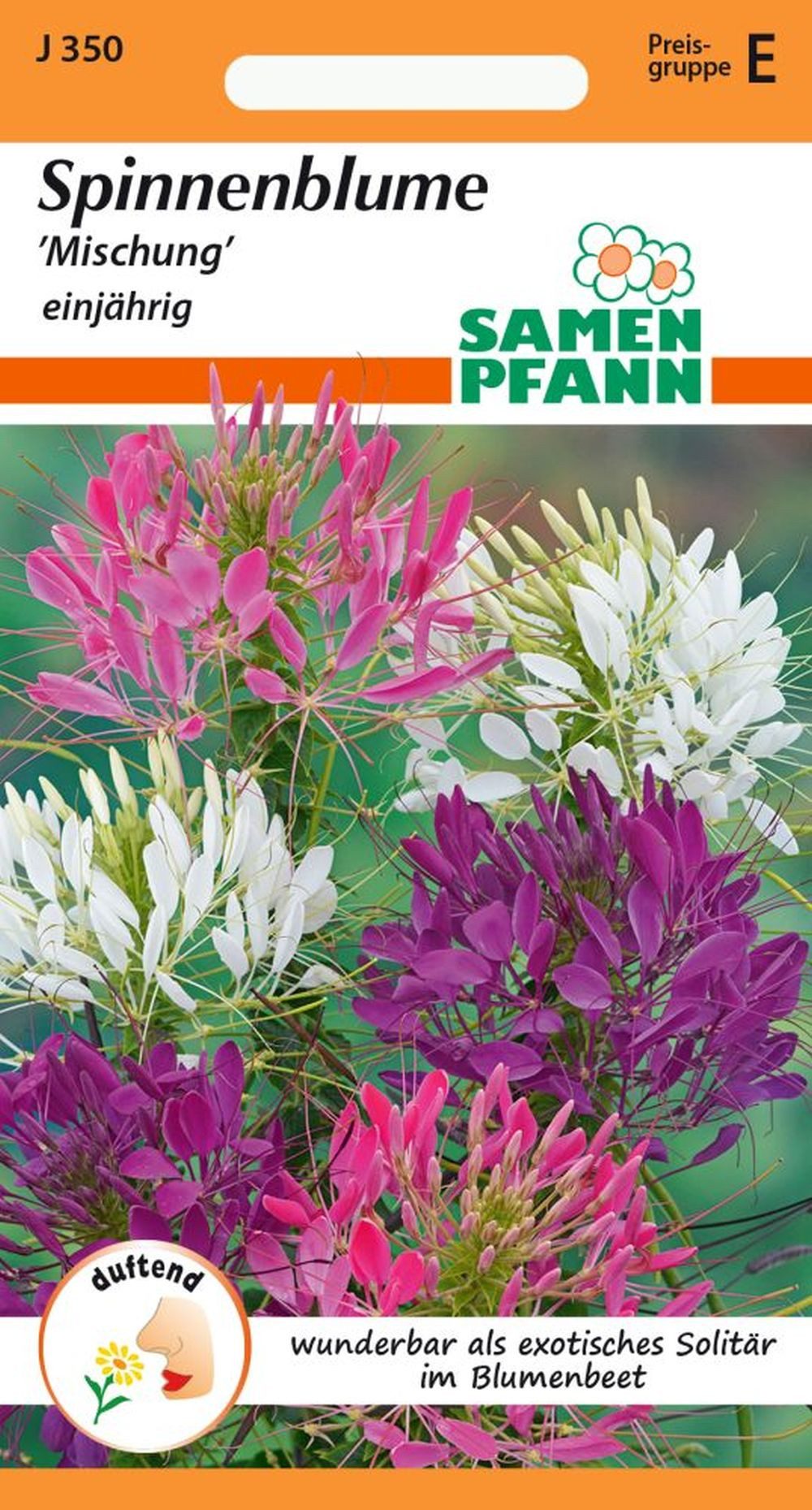 SAMEN PFANN Blumensamen Spinnenpflanze, Mix - Saatgut Samen, Cleome spinosa