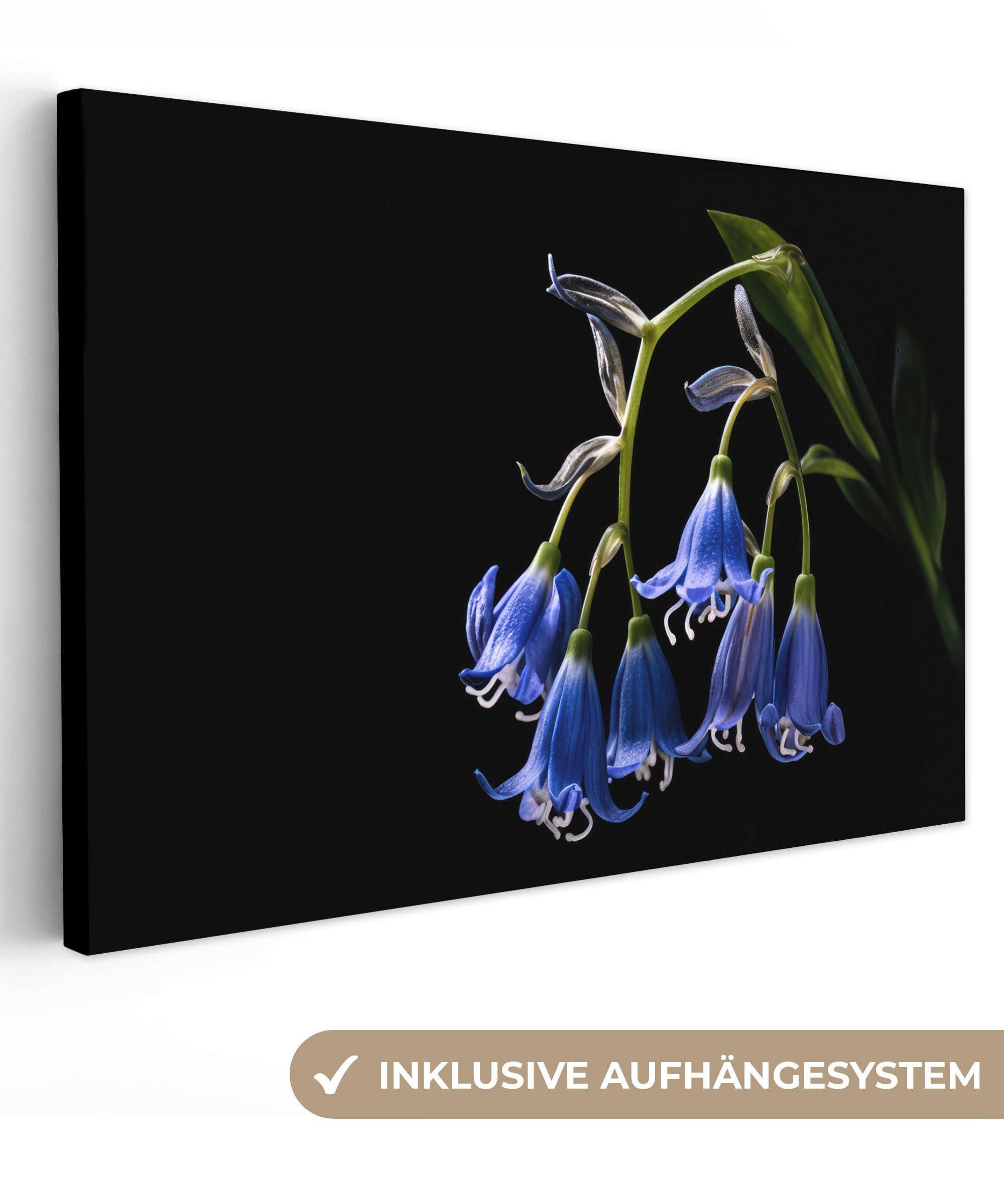 OneMillionCanvasses® Leinwandbild Hyazinthe - Blumen - Blau - Natur - Schwarz, (1 St), Wandbild Leinwandbilder, Aufhängefertig, Wanddeko, 30x20 cm