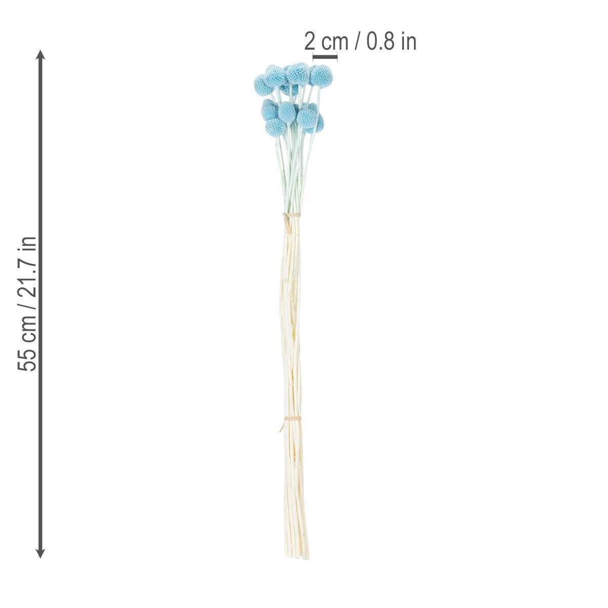 Trockenblume Trockenblumen Craspedia für Vasen Dekoration modern langlebig, 20 Stü, Florists Products, Höhe 55 cm
