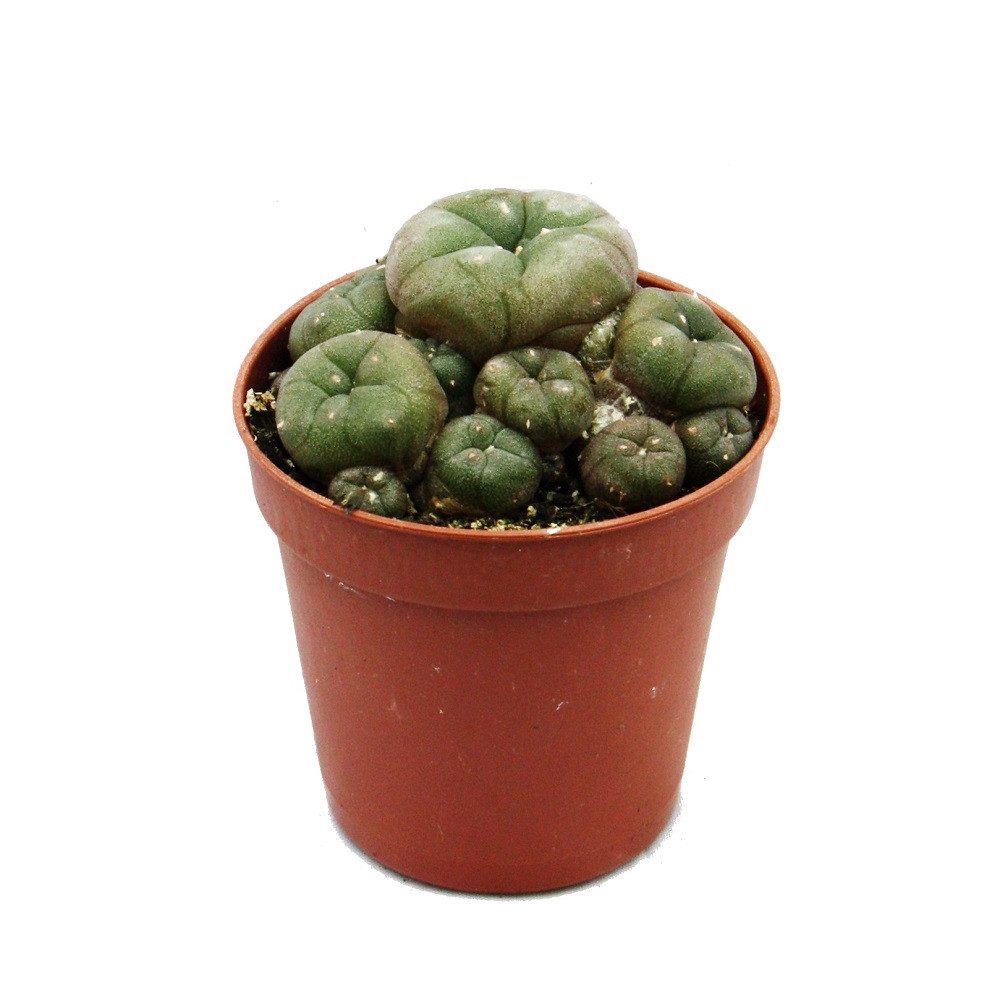 Exotenherz Kaktus Lophophora williamsii Peyote Peyotl Kaktus blühfähig, 5,5 günstig online kaufen