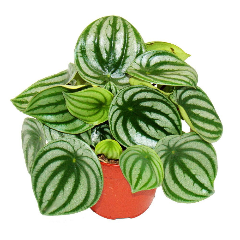 Exotenherz Zimmerpflanze Peperomia argyreia Watermelon Wassermelonen-Zwergpfeffer im 12cm Topf