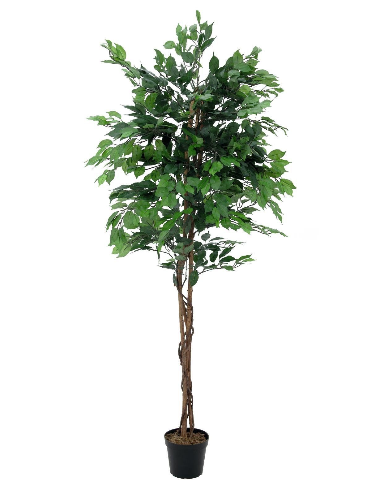 Kunstpflanze Ficus-Benjamini Multi-Stamm