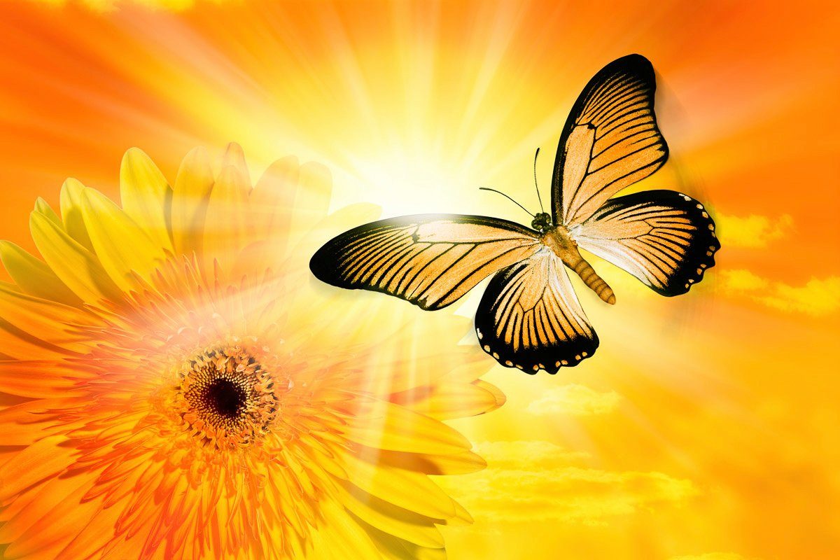 Papermoon Fototapete Schmetterling