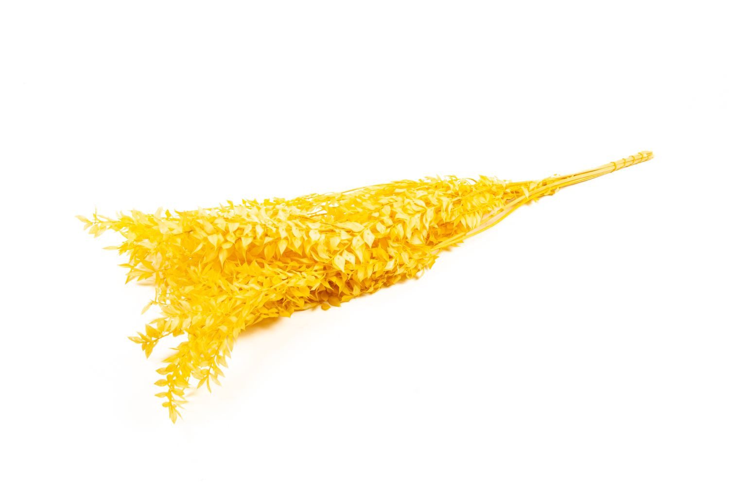 Trockenblume Ruscus Trockenzweige AGNIATA, senfgelb, 70-75cm, Ø17cm, INNA-Glas, Höhe 75.0 cm