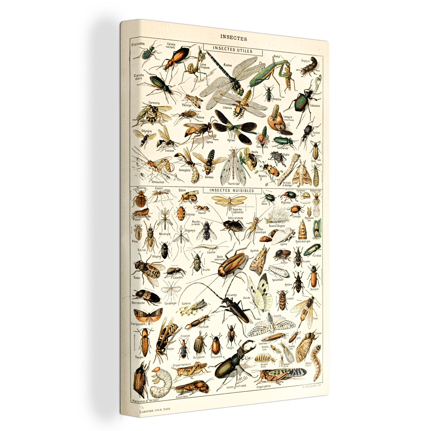 OneMillionCanvasses® Leinwandbild Tier - Insekt - Käfer, (1 St), Leinwandbild fertig bespannt inkl. Zackenaufhänger, Gemälde, 20x30 cm
