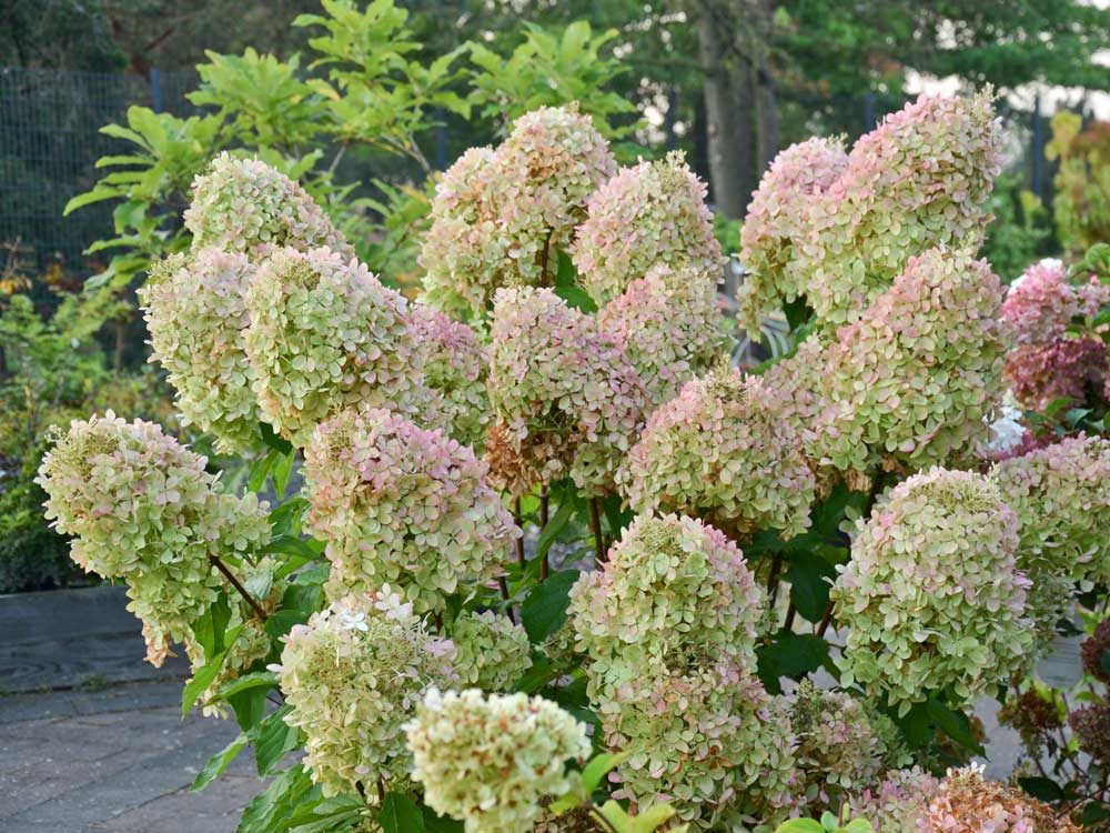 Garten von Ehren Zierstrauch Hydrangea paniculata Phantom, Containerware, 40-60 cm hoch