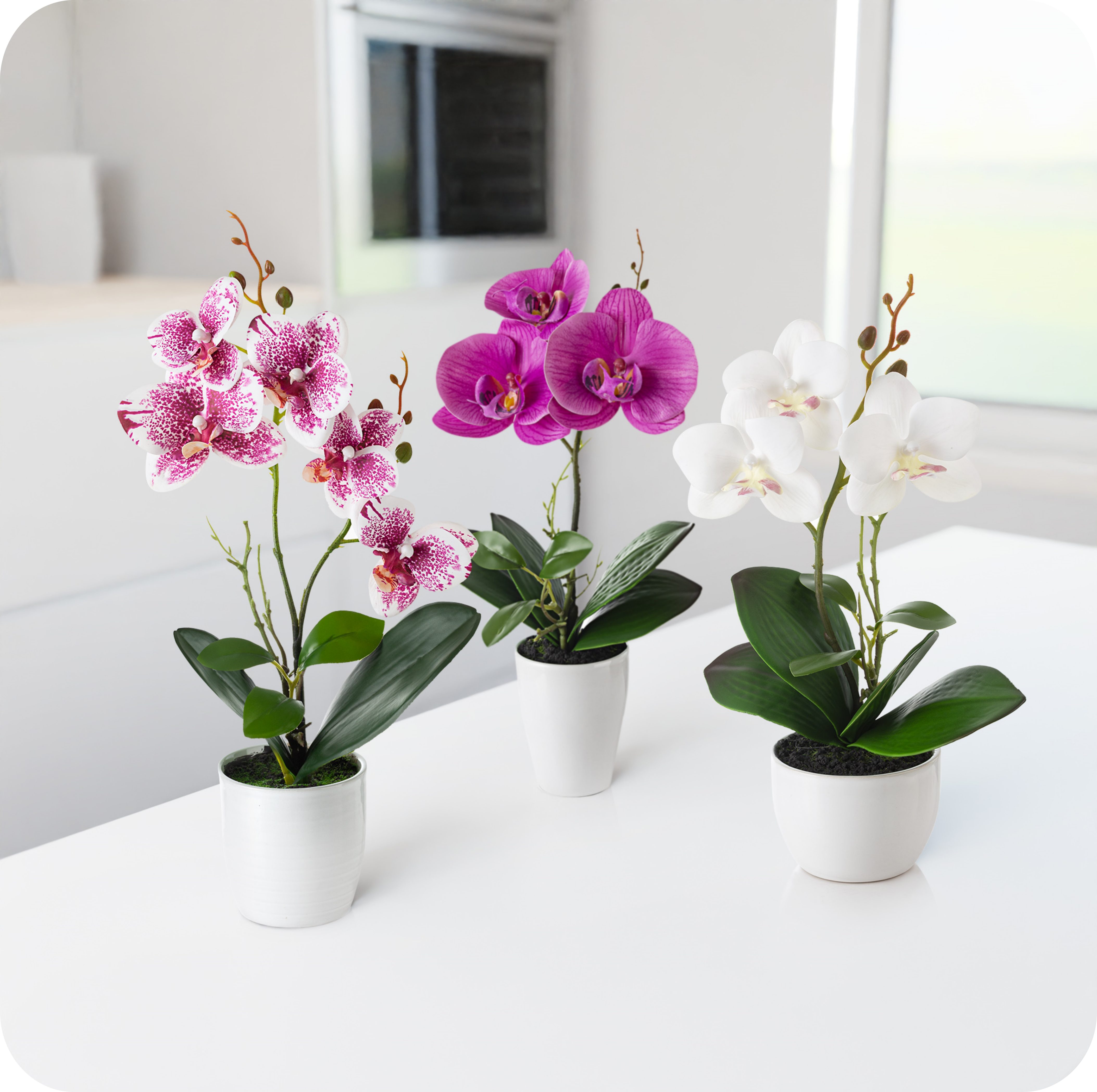 Kunstorchidee 3er Set künstliche Orchideen wie echt (35cm) in Hochglanz-Keramiktopf Orchidee, PASCH