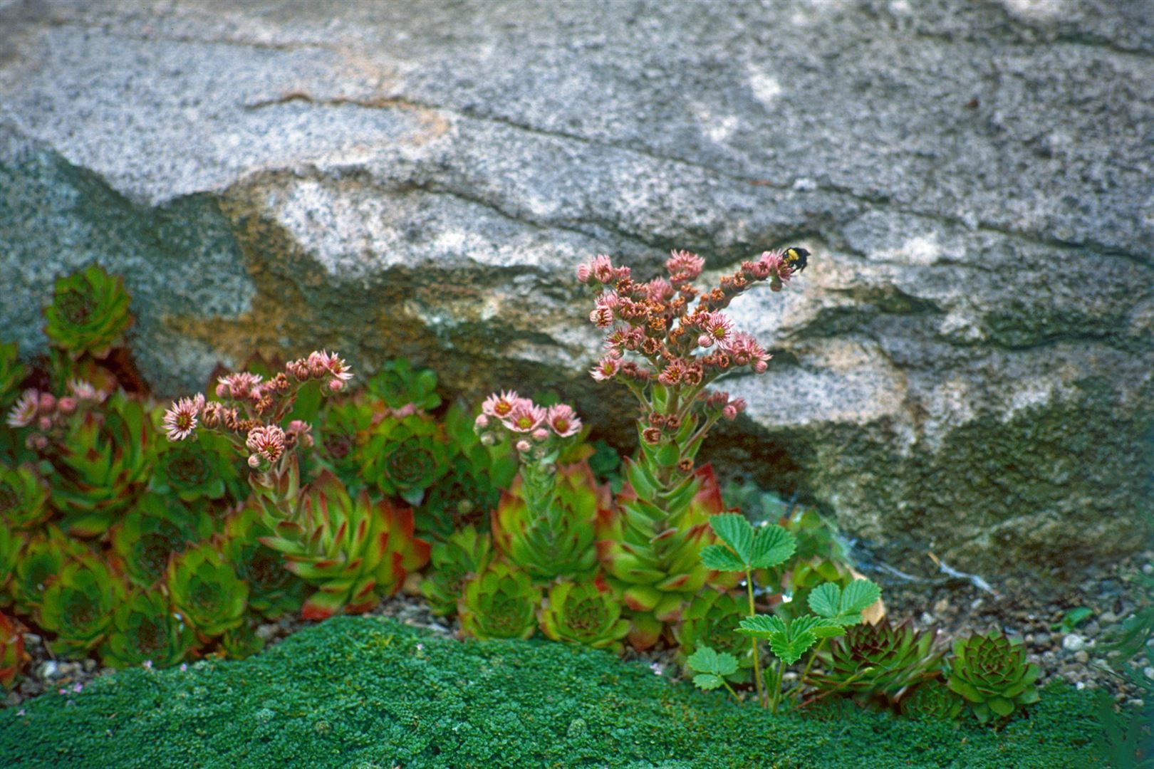 Pflanzen für Dich Staude Sempervivum montanum, 1 St., Berg-Hauswurz, Berg-Sempervivum