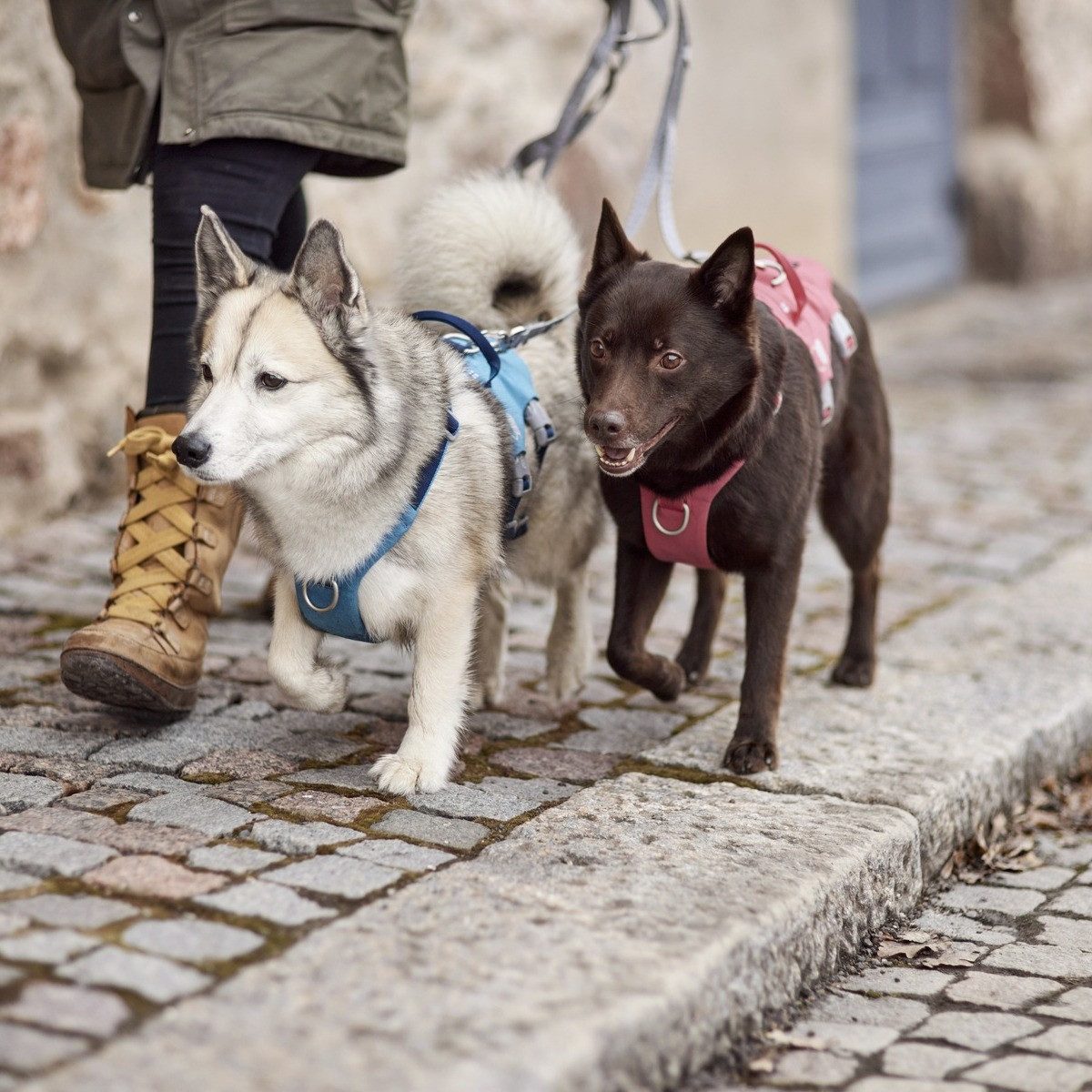 HURTTA Hunde-Geschirr Safeguard Geschirr ECO strawberry günstig online kaufen