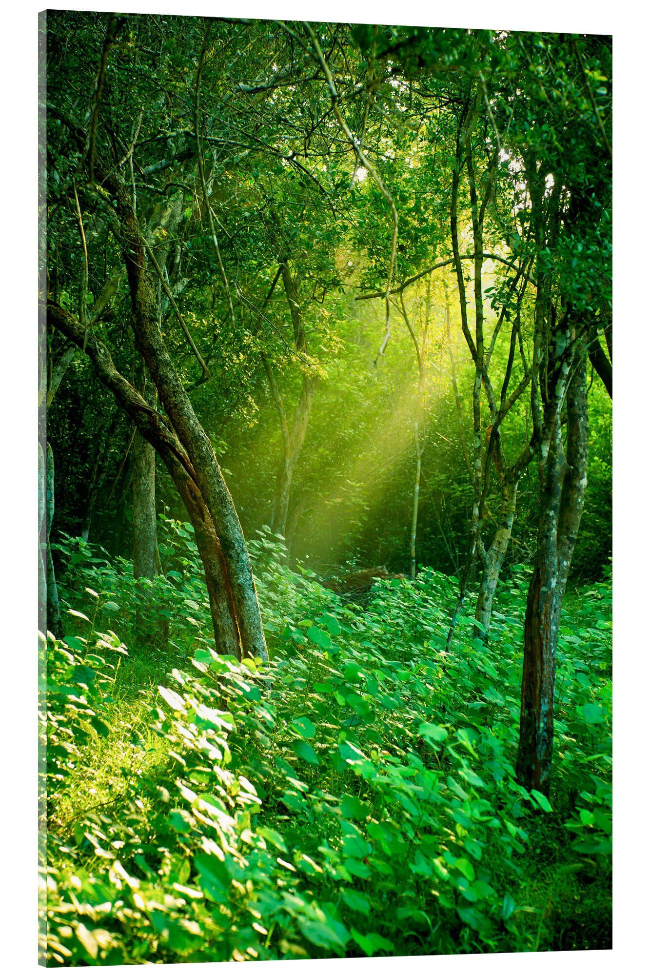 Posterlounge Acrylglasbild Editors Choice, Tageslichtstrahlen im Regenwald in Sri Lanka, Fotografie