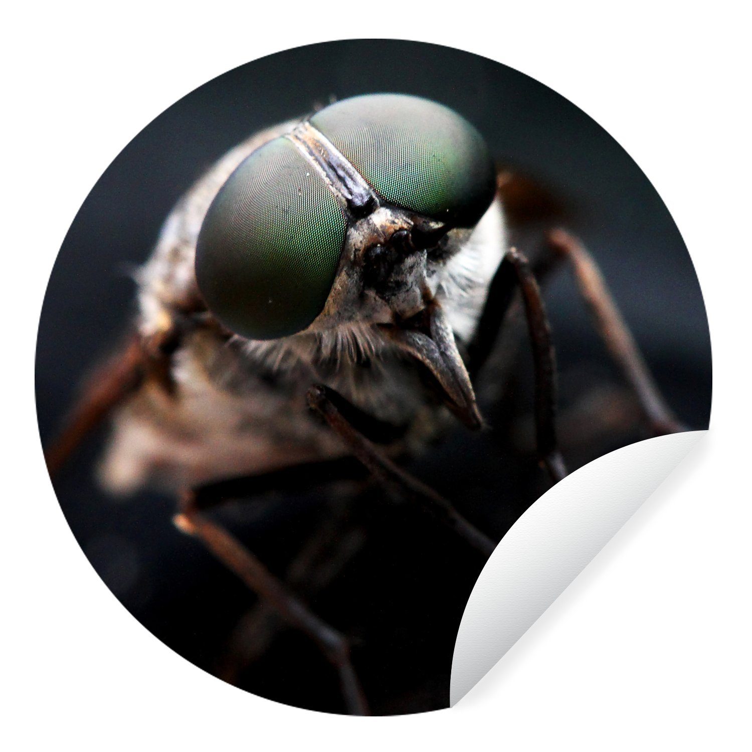 MuchoWow Wandsticker Insekten - Fliege - Tiere (1 St), Tapetenkreis für Kinderzimmer, Tapetenaufkleber, Rund, Wohnzimmer