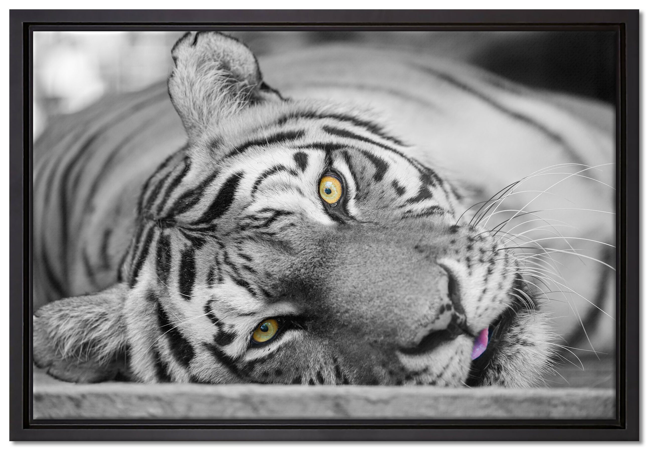Pixxprint Leinwandbild ruhender Tiger, Wanddekoration (1 St), Leinwandbild fertig bespannt, in einem Schattenfugen-Bilderrahmen gefasst, inkl. Zackenaufhänger