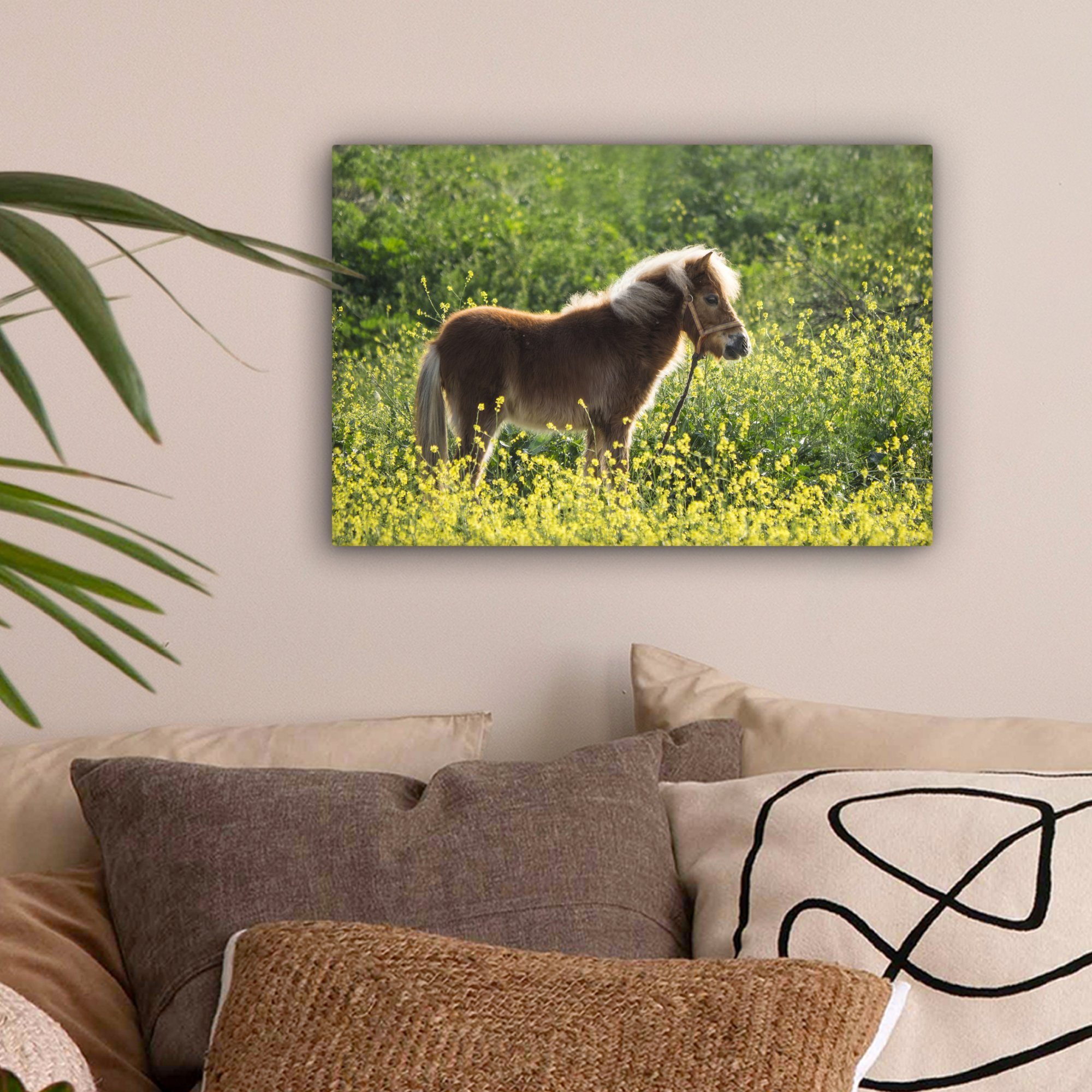OneMillionCanvasses® Leinwandbild Porträt eines Ponys St), Weide, Wanddeko, cm Wandbild 30x20 (1 Aufhängefertig, Leinwandbilder, auf der
