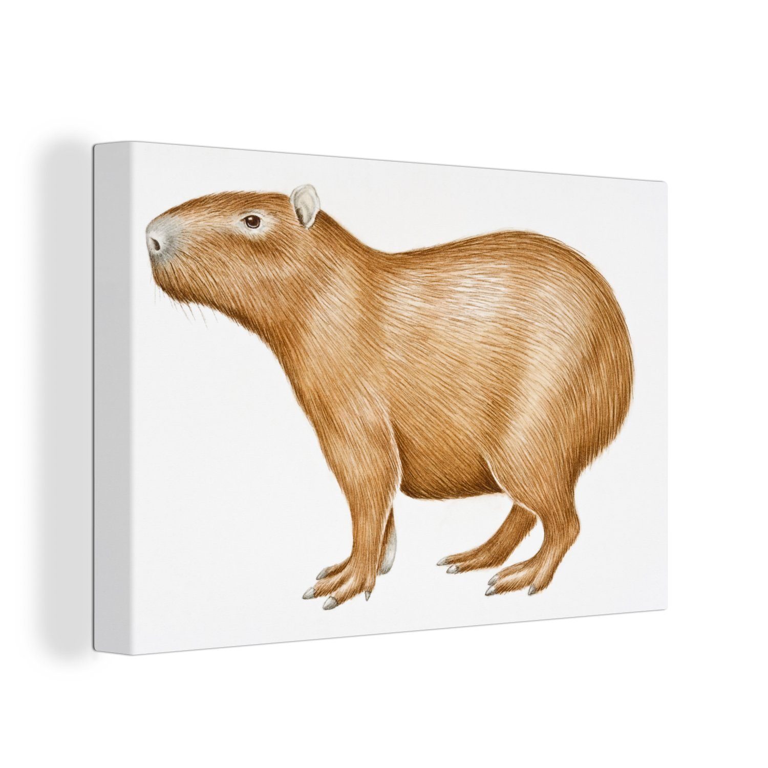 OneMillionCanvasses® Leinwandbild Illustration eines Wasserschweins vor einem beigen Hintergrund, (1 St), Wandbild Leinwandbilder, Aufhängefertig, Wanddeko, 30x20 cm