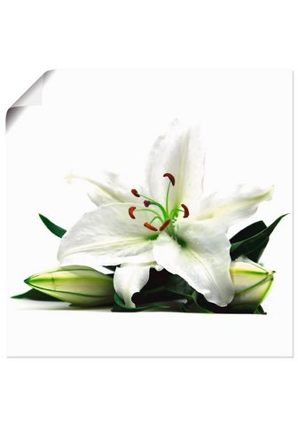 Artland Paveikslas Große Lilie Blumen (1 St) k...