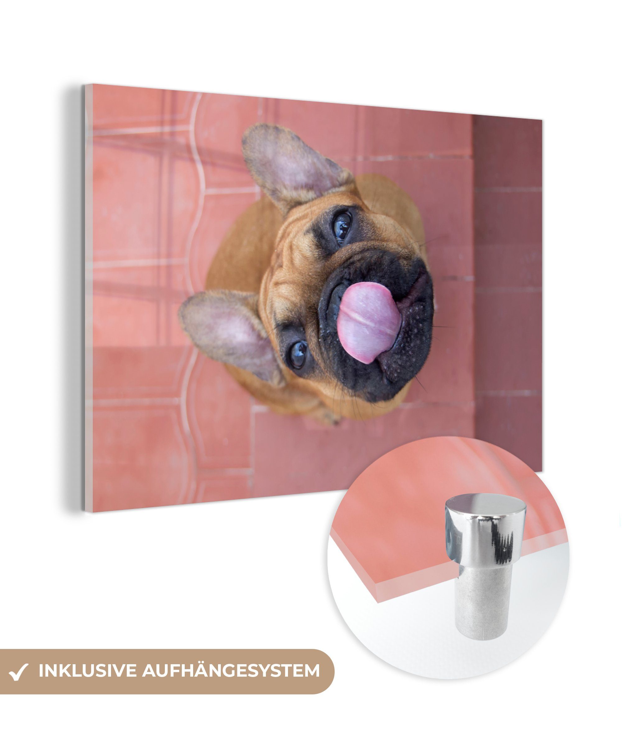 einer Acrylglasbild Welpe St), & Französischen Wohnzimmer (1 Acrylglasbilder Bulldogge, Ein MuchoWow Schlafzimmer
